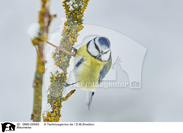 Blaumeise / bluetit / DMS-09985