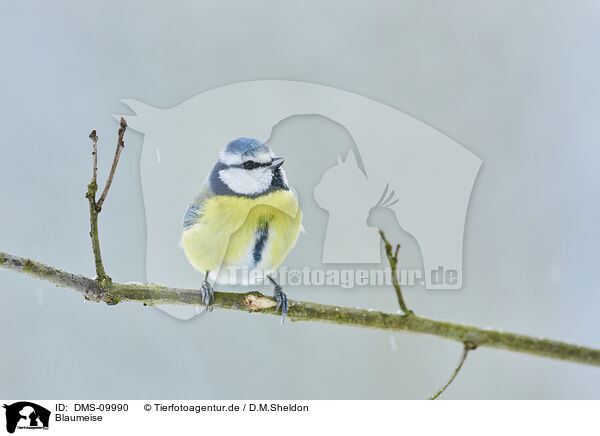 Blaumeise / bluetit / DMS-09990