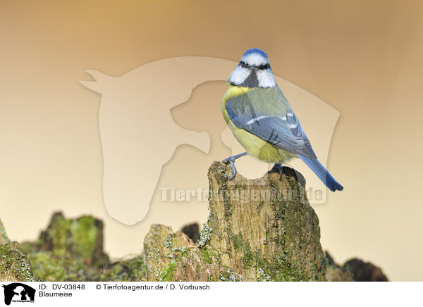 Blaumeise / bluetit / DV-03848