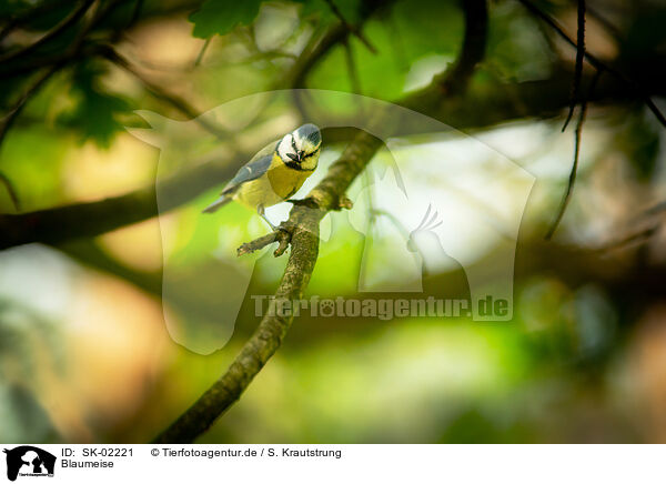 Blaumeise / bluetit / SK-02221