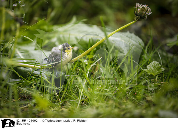 Blaumeise / bluetit / RR-104062