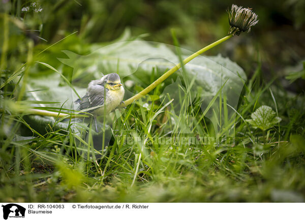 Blaumeise / bluetit / RR-104063