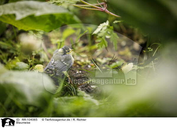 Blaumeise / bluetit / RR-104065