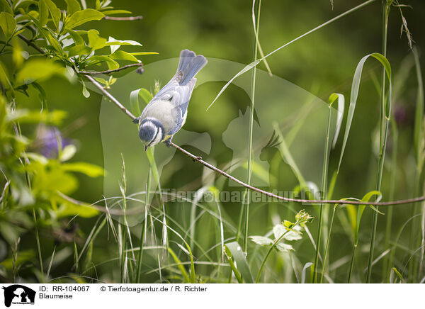 Blaumeise / bluetit / RR-104067