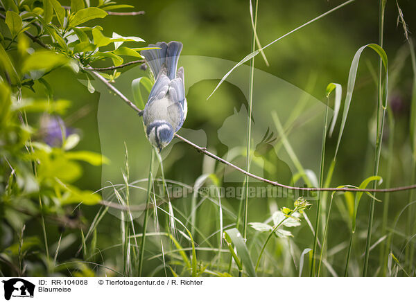 Blaumeise / bluetit / RR-104068