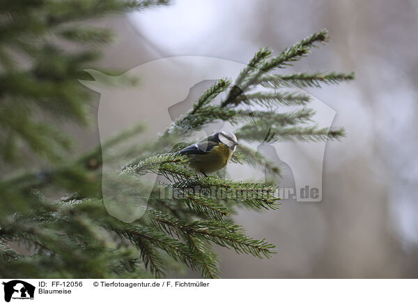 Blaumeise / Eurasian blue tit / FF-12056