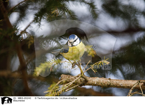 Blaumeise / bluetit / MBS-26240