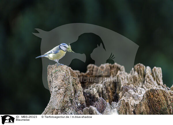 Blaumeise / bluetit / MBS-26323