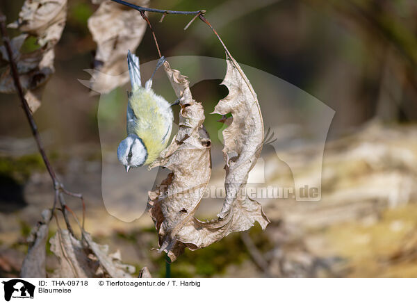 Blaumeise / bluetit / THA-09718