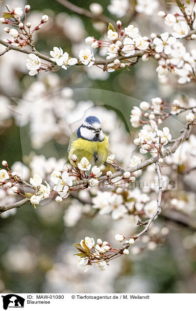 Blaumeise / bluetit / MAW-01080