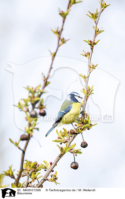 Blaumeise / MAW-01086