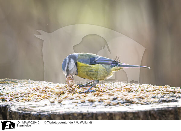 Blaumeise / blue tit / MAW-02046