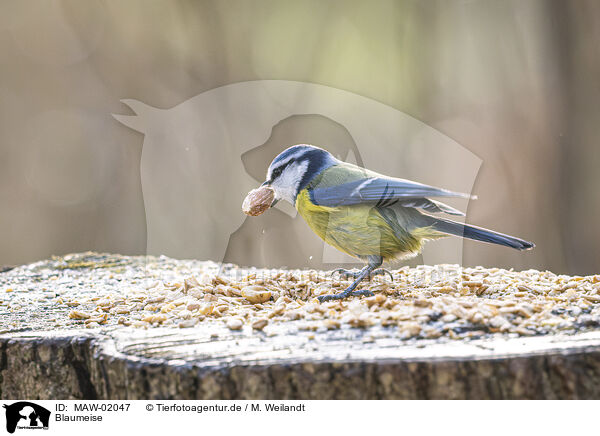 Blaumeise / blue tit / MAW-02047