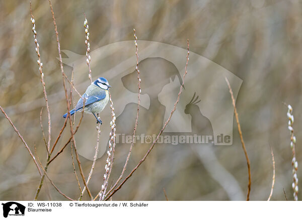 Blaumeise / blue tit / WS-11038