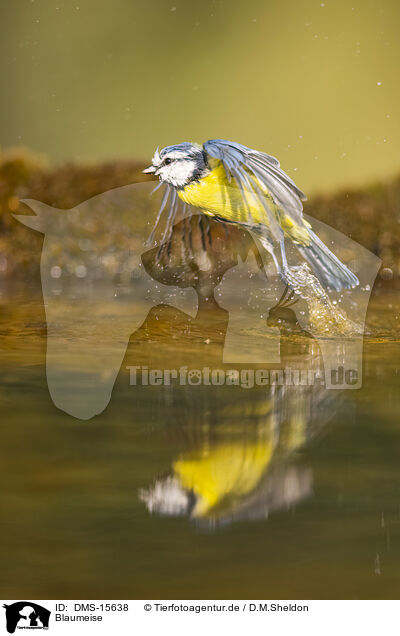 Blaumeise / blue tit / DMS-15638