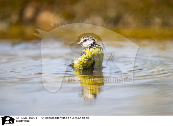 Blaumeise / blue tit / DMS-15901