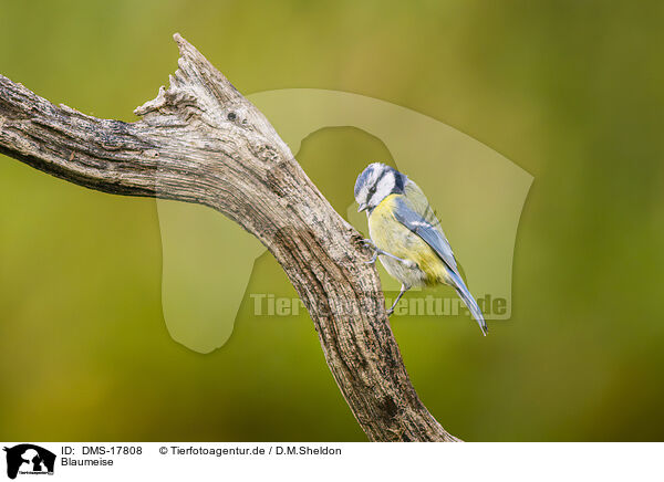 Blaumeise / blue tit / DMS-17808