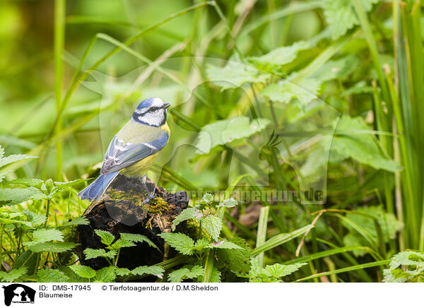 Blaumeise / blue tit / DMS-17945