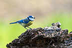 Blaumeise sitzt auf Ast