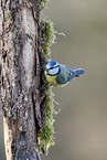 Blaumeise sitzt auf Ast