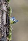 Blaumeise sitzt auf Ast