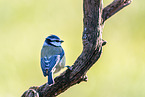 Blaumeise sitzt auf Ast