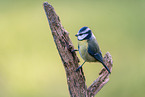 Blaumeise sitzt auf Ast