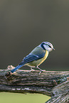 Blaumeise sitzt auf Ast