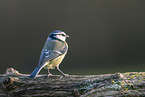 Blaumeise sitzt auf Ast