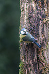Blaumeise