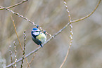 Blaumeise