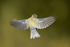 Blaumeise