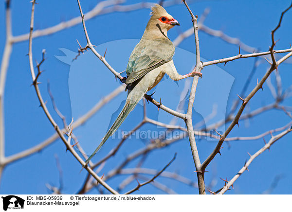 Blaunacken-Mausvogel / MBS-05939