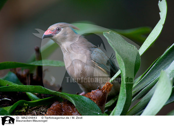 Blaunacken-Mausvogel / blue-naped mousebird / MAZ-04843