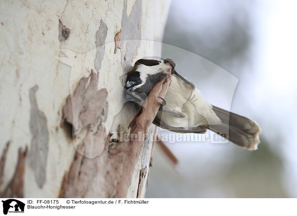 Blauohr-Honigfresser / blue-faced honeyeater / FF-08175