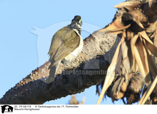 Blauohr-Honigfresser / blue-faced honeyeater / FF-08178