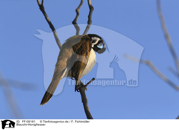 Blauohr-Honigfresser / blue-faced honeyeater / FF-08181