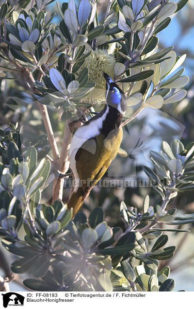 Blauohr-Honigfresser / blue-faced honeyeater / FF-08183