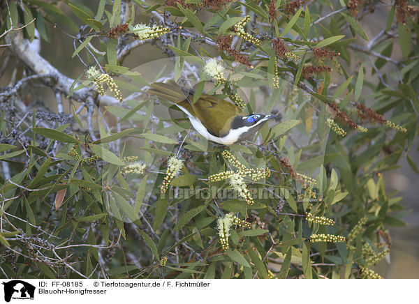 Blauohr-Honigfresser / blue-faced honeyeater / FF-08185