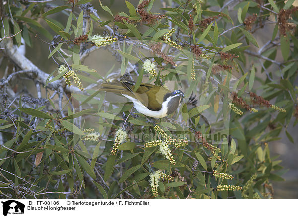 Blauohr-Honigfresser / blue-faced honeyeater / FF-08186