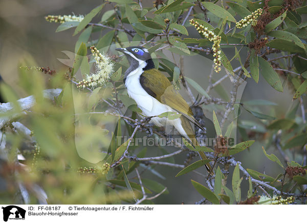 Blauohr-Honigfresser / blue-faced honeyeater / FF-08187