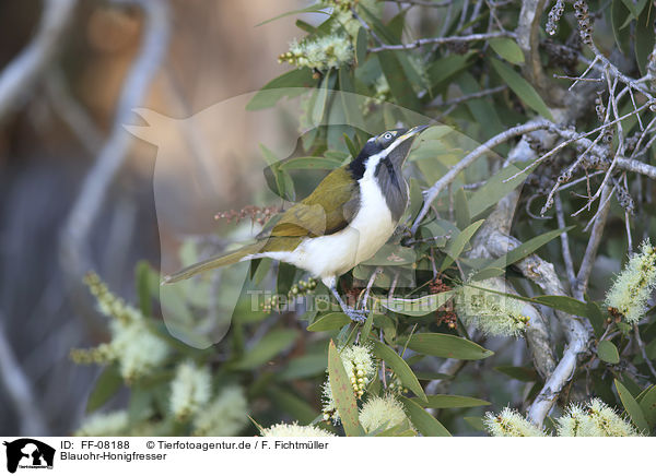 Blauohr-Honigfresser / blue-faced honeyeater / FF-08188