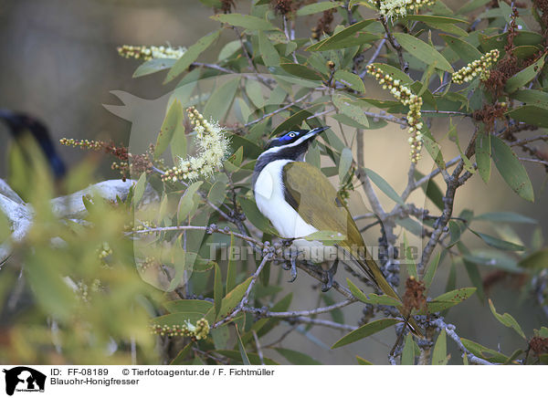 Blauohr-Honigfresser / blue-faced honeyeater / FF-08189