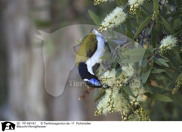 Blauohr-Honigfresser / blue-faced honeyeater / FF-08191