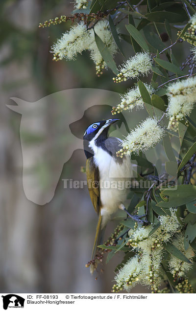 Blauohr-Honigfresser / blue-faced honeyeater / FF-08193