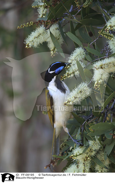 Blauohr-Honigfresser / blue-faced honeyeater / FF-08195