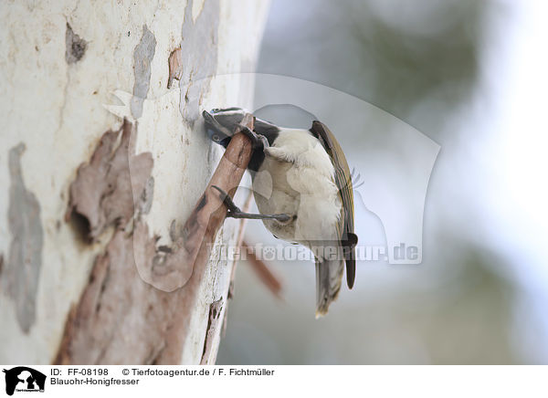 Blauohr-Honigfresser / blue-faced honeyeater / FF-08198