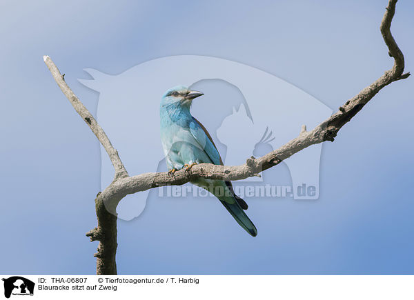 Blauracke sitzt auf Zweig / blue roller sits on branch / THA-06807