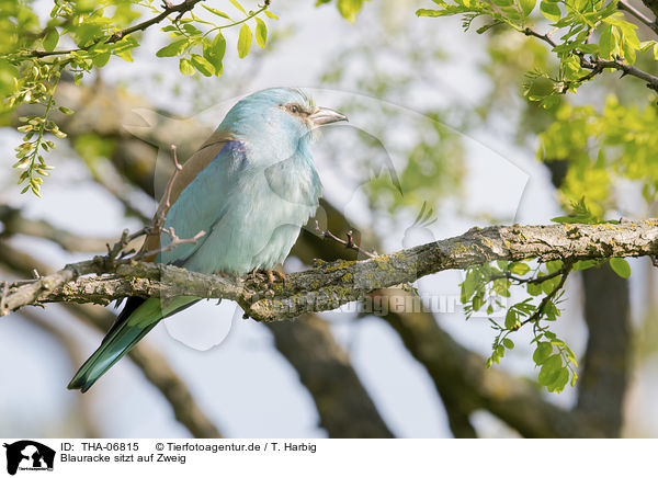 Blauracke sitzt auf Zweig / blue roller sits on branch / THA-06815