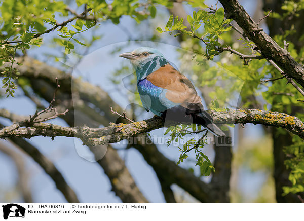 Blauracke sitzt auf Zweig / blue roller sits on branch / THA-06816